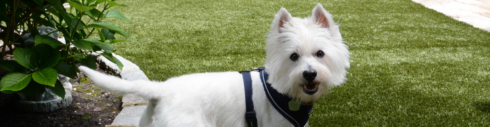 Pittsburgh Pet Turf Maintenance