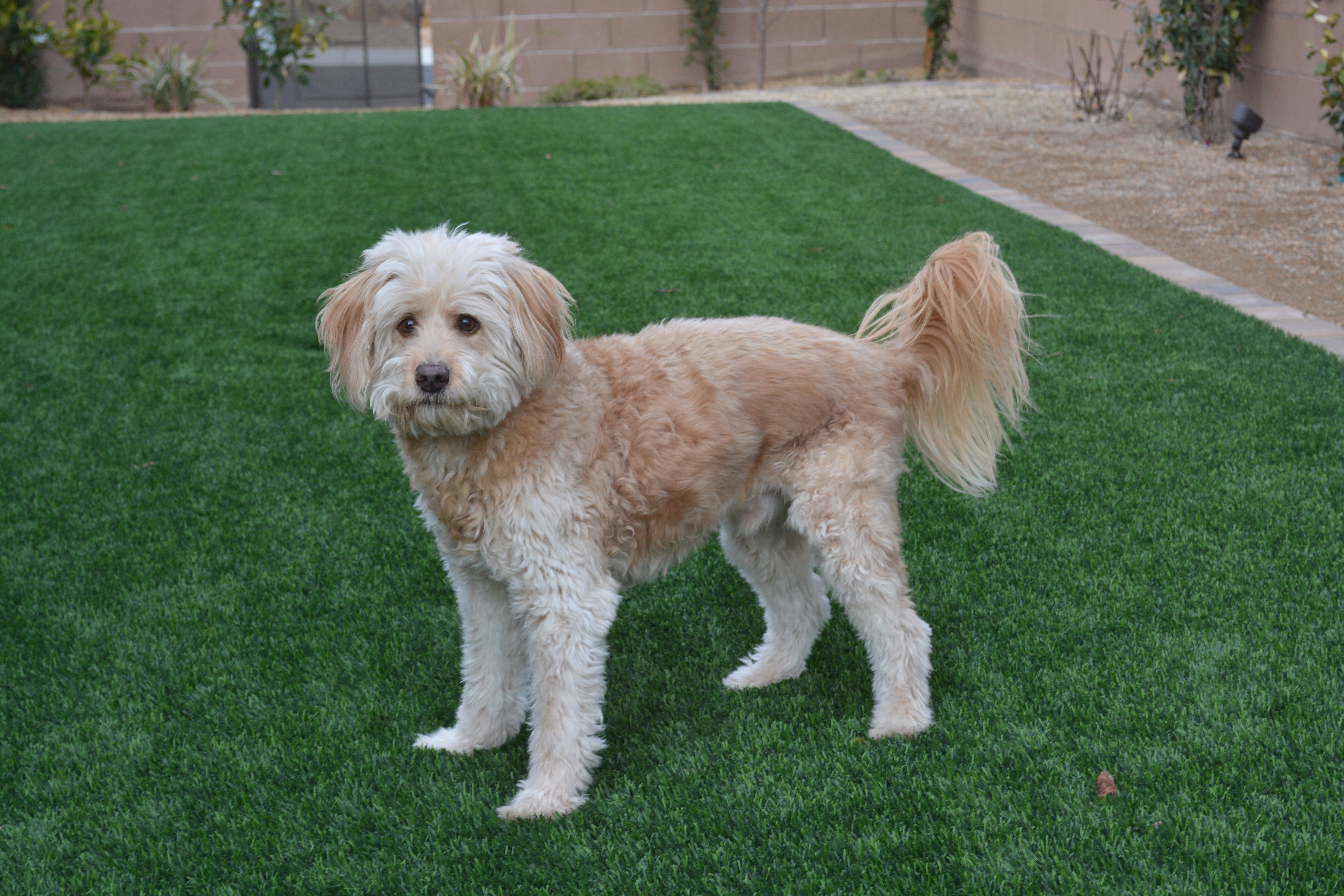 Pittsburgh artificial grass landscaping