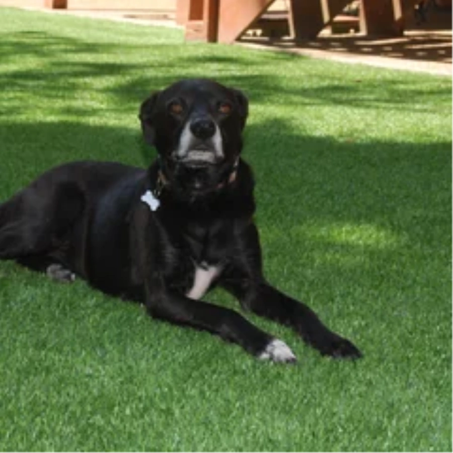 Black dog resting on a pet-friendly Pittsburgh artificial turf backyard lawn