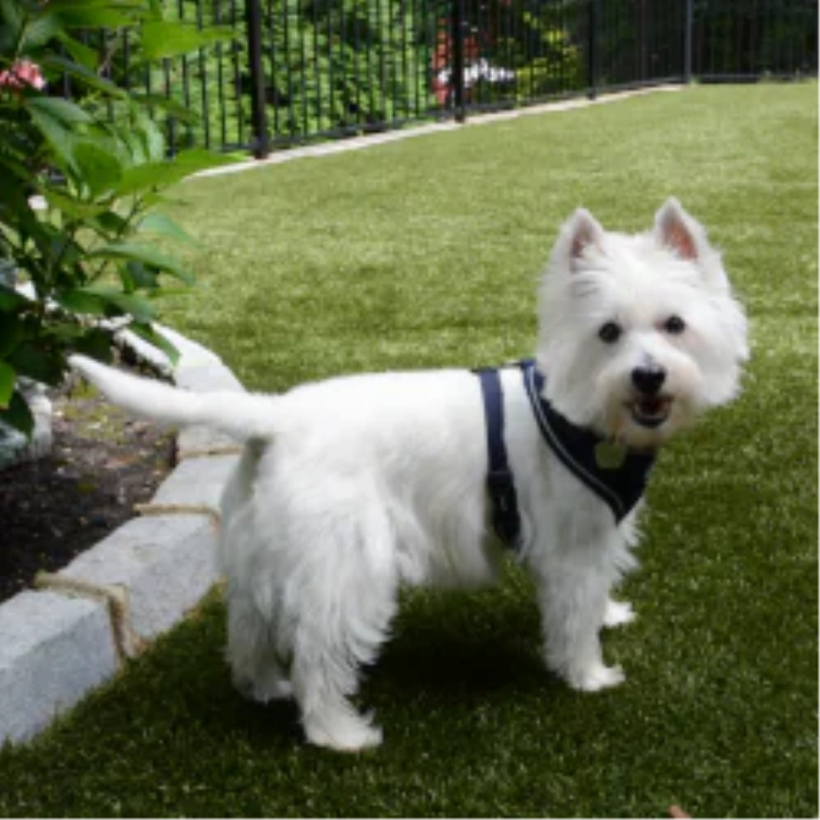 Pet Turf for Multi-Family Properties and Dog Parks in Pittsburgh