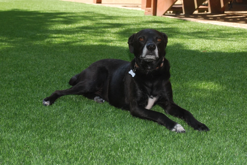 Black dog resting on a pet-friendly Pittsburgh artificial turf backyard lawn